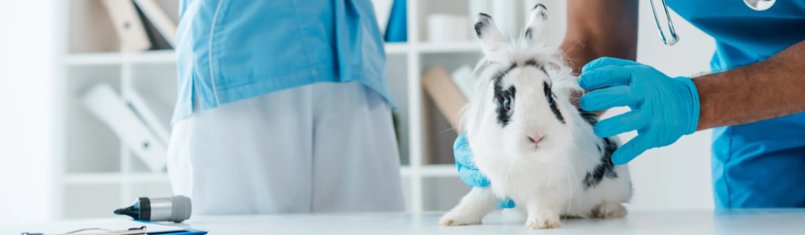 Two Veterinarians with a Black & White Spotted Rabbit